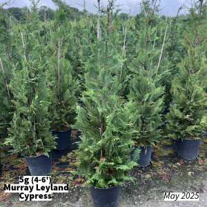 May 2025 5g Murray Leyland Cypress Group for Website